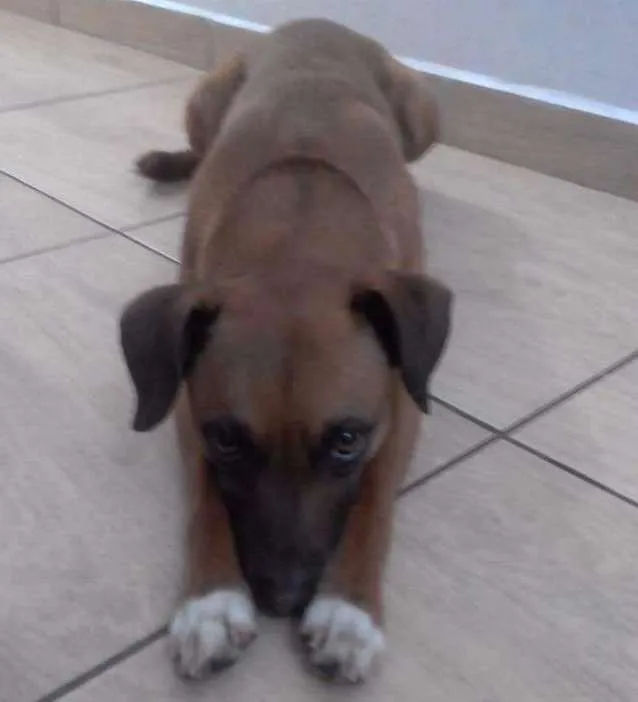 Cachorro ra a Sem raça definida  idade 2 anos nome Minie 