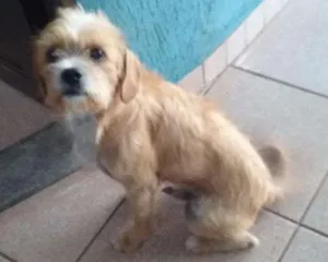 Cachorro raça srd idade 1 ano nome sem nome