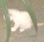 Gato ra a  idade Abaixo de 2 meses nome Diversos