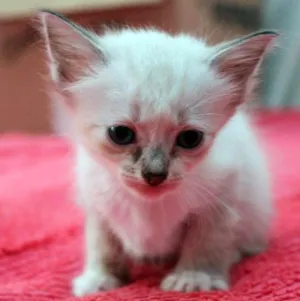 Gato raça  idade 2 a 6 meses nome aguardando nome