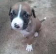 bebe