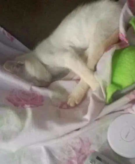 Gato ra a SRD idade 2 a 6 meses nome Neve (Provisório)