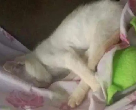 Gato ra a SRD idade 2 a 6 meses nome Neve (Provisório)