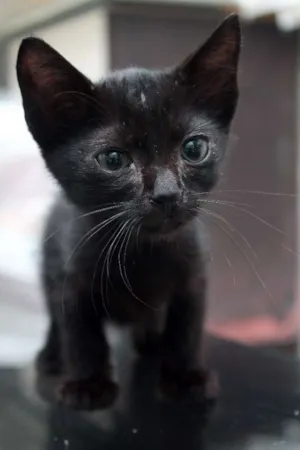 Gato raça  idade 2 a 6 meses nome aguardando nome