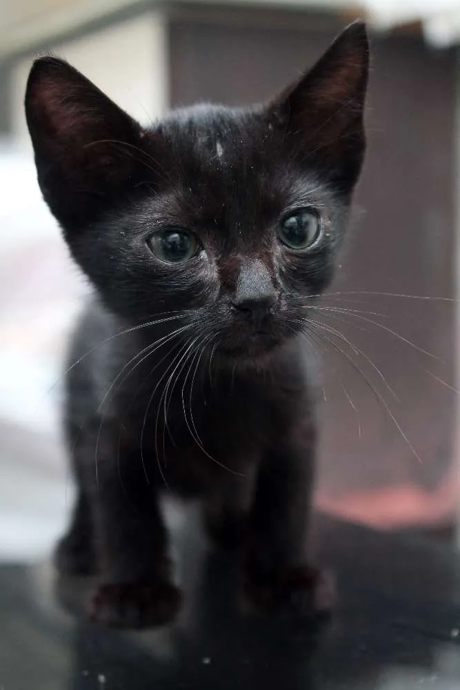 Gato ra a  idade 2 a 6 meses nome aguardando nome