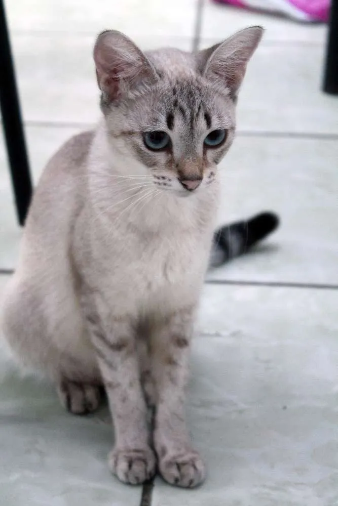 Gato ra a  idade 1 ano nome aguardando nome