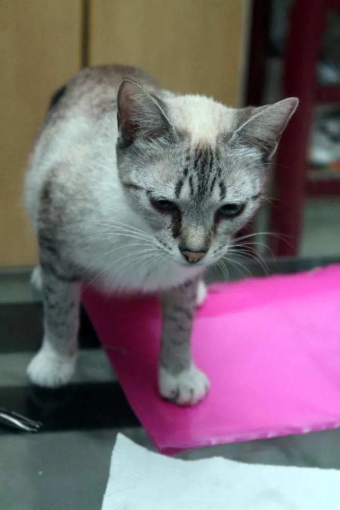 Gato ra a  idade 1 ano nome aguardando nome
