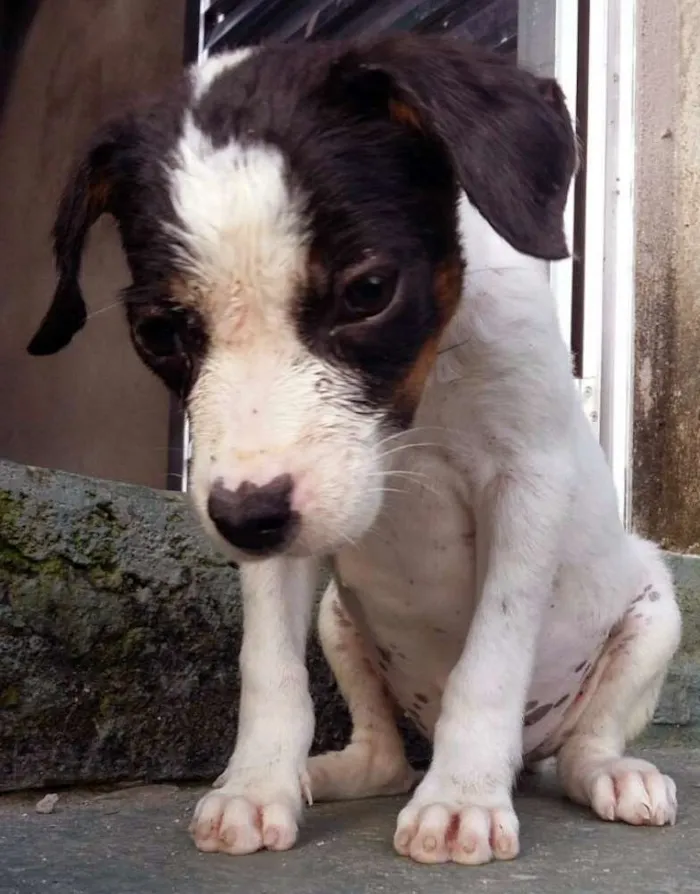 Cachorro ra a  idade 2 a 6 meses nome aguardando nome