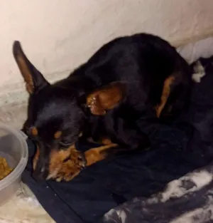 Cachorro raça Não sei idade  nome Bailarina