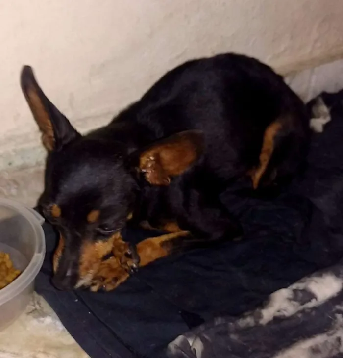 Cachorro ra a Não sei idade  nome Bailarina
