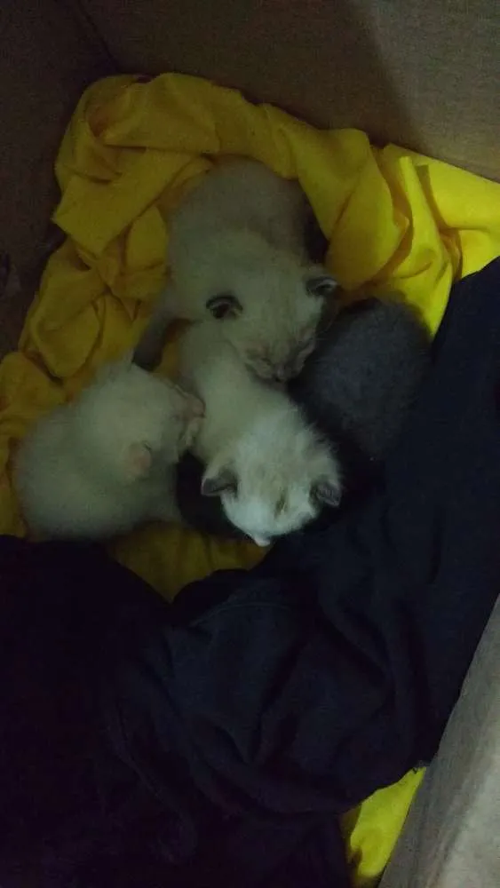 Gato ra a Indefinida idade Abaixo de 2 meses nome Sem nome 