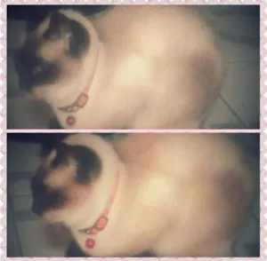 Gato raça Siamês idade 2 anos nome Maya