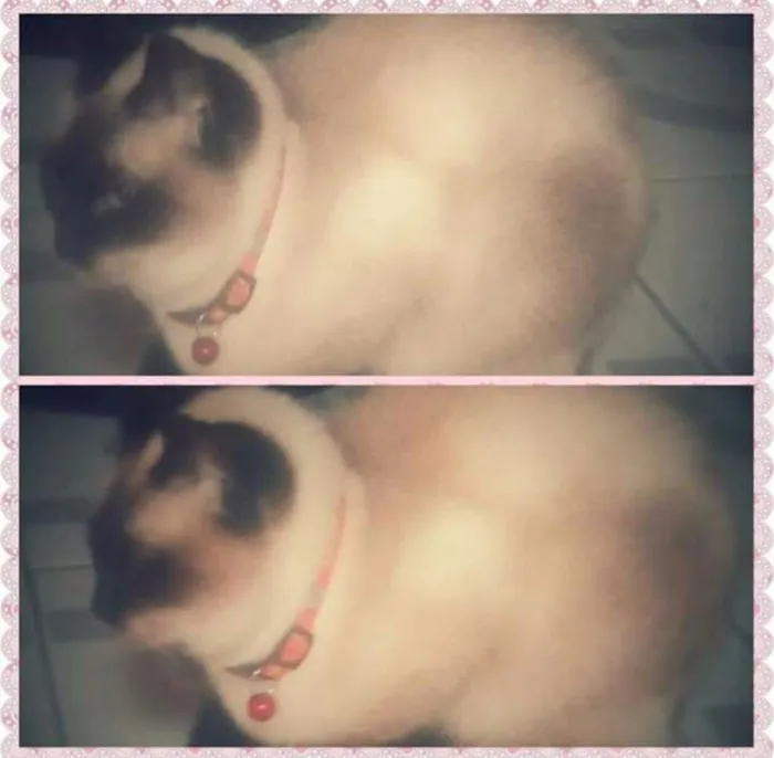 Gato ra a Siamês idade 2 anos nome Maya