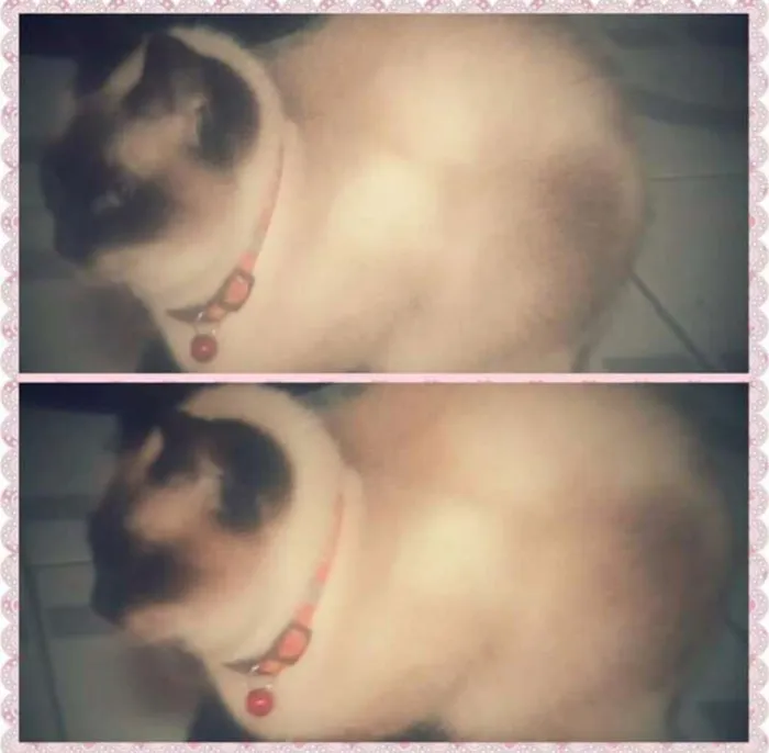 Gato ra a Siamês idade 2 anos nome Maya