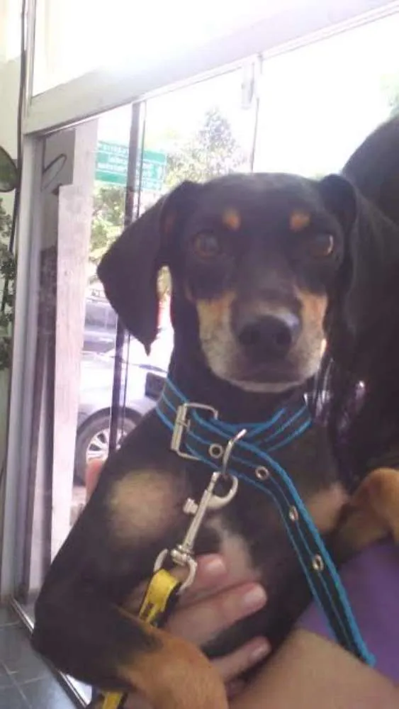 Cachorro ra a SRD idade 2 anos nome Pretinho