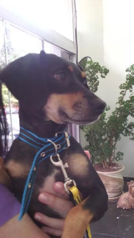 Cachorro ra a SRD idade 2 anos nome Pretinho