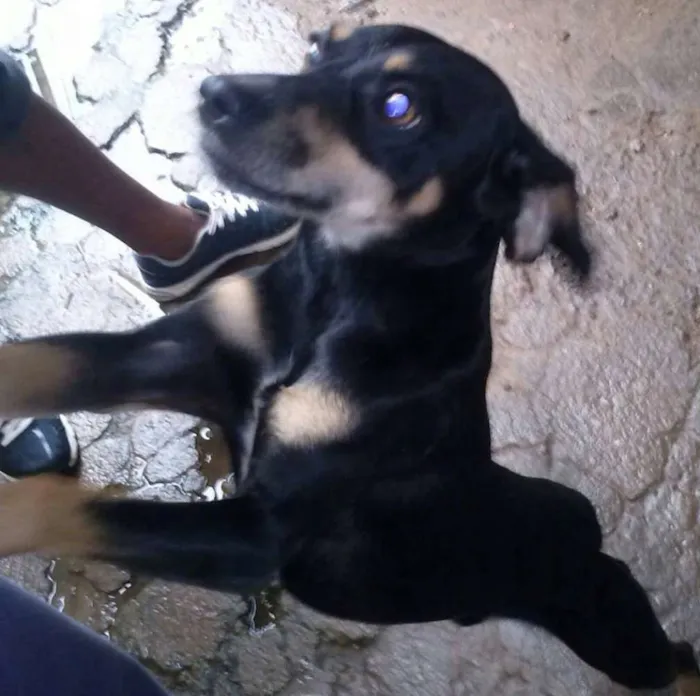 Cachorro ra a SRD idade 2 anos nome Pretinho