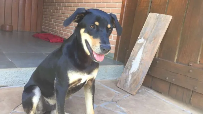 Cachorro ra a SRD idade 7 a 11 meses nome Zé