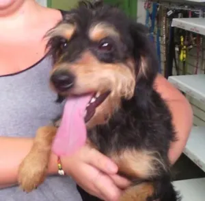 Cachorro raça SRD idade 2 anos nome Estopinha