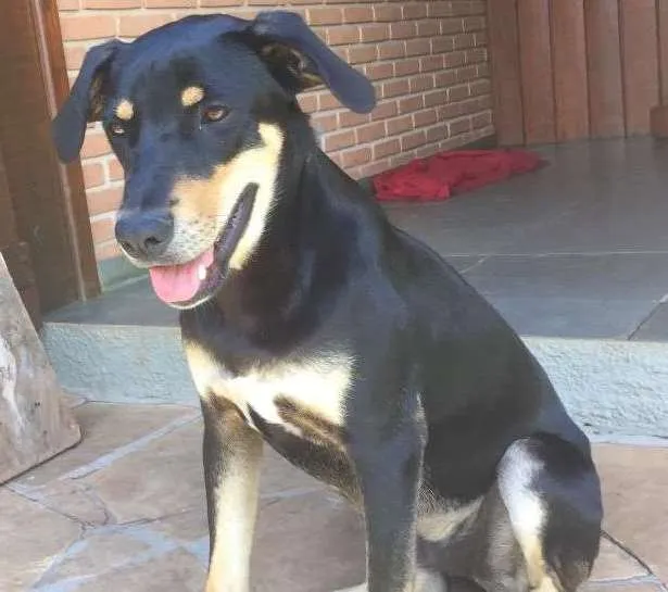 Cachorro ra a SRD idade 7 a 11 meses nome Zé
