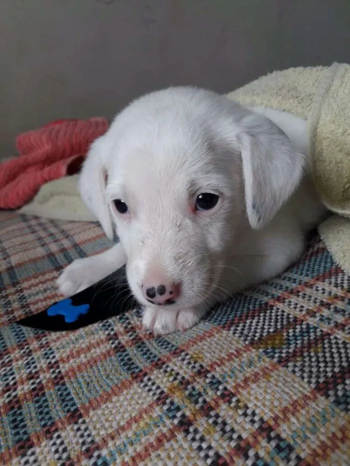 Cachorro ra a  idade Abaixo de 2 meses nome Naruto 