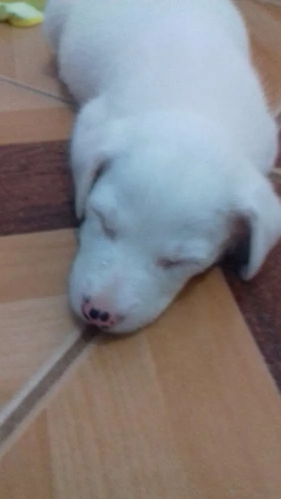 Cachorro ra a  idade Abaixo de 2 meses nome Naruto 