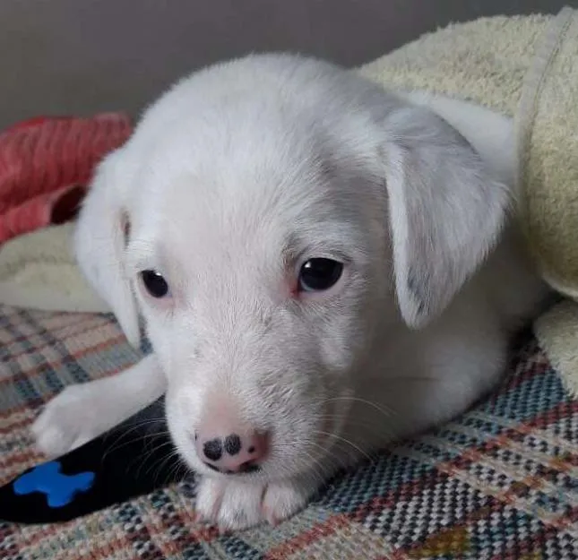 Cachorro ra a  idade Abaixo de 2 meses nome Naruto 