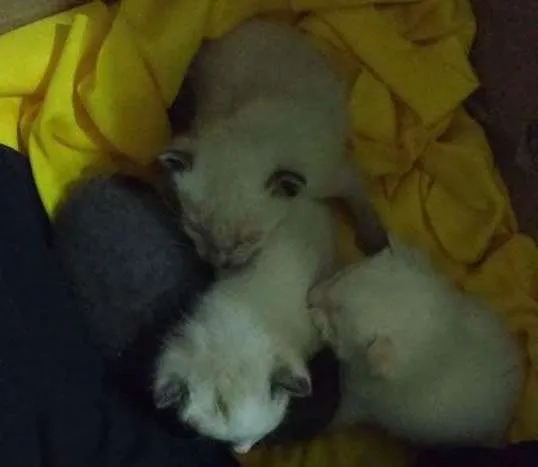 Gato ra a Indefinida idade Abaixo de 2 meses nome Sem nome 