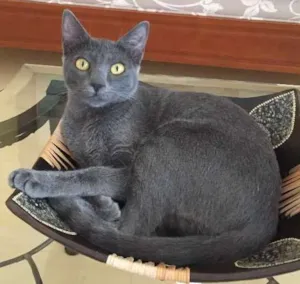 Gato raça SRD idade 1 ano nome Khaleesi