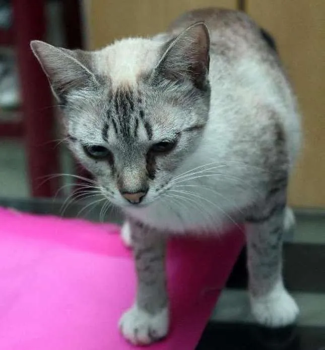 Gato ra a  idade 1 ano nome aguardando nome