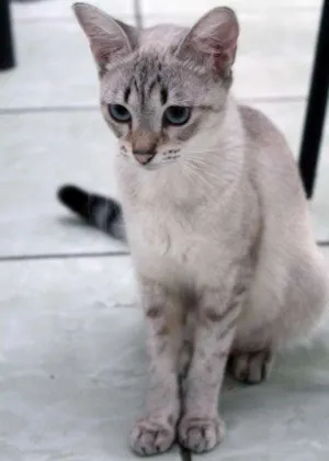 Gato raça  idade 1 ano nome aguardando nome