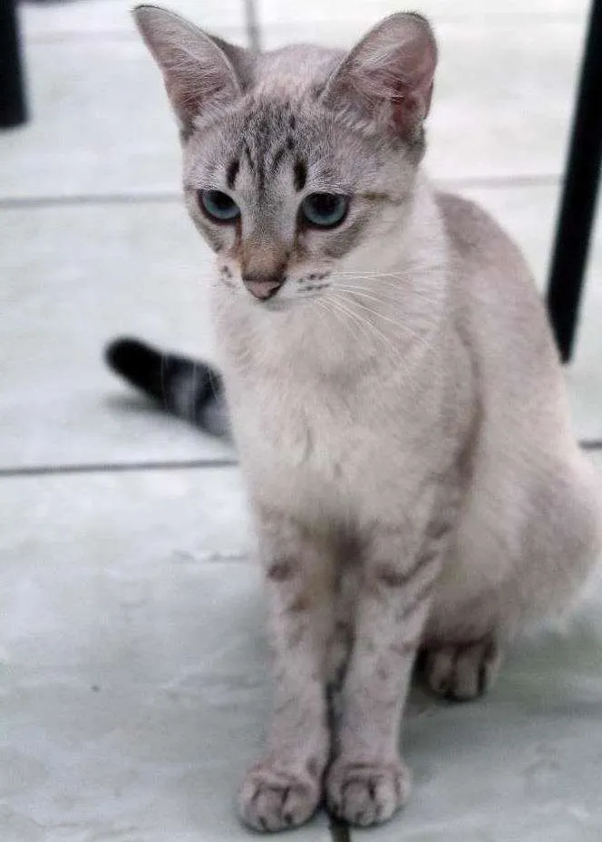 Gato ra a  idade 1 ano nome aguardando nome