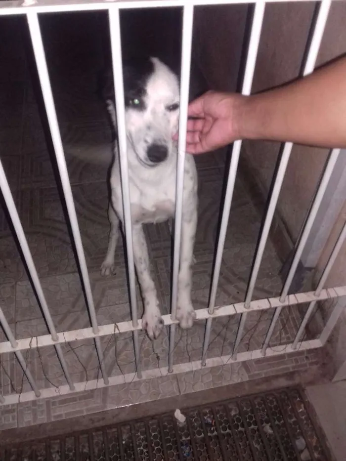 Cachorro ra a Vira lata idade 7 a 11 meses nome Scoob