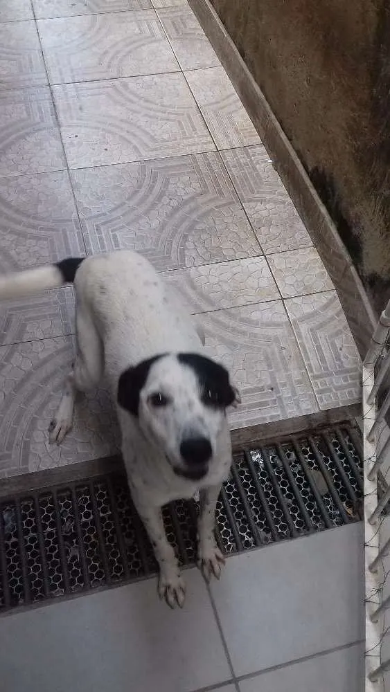 Cachorro ra a Vira lata idade 7 a 11 meses nome Scoob