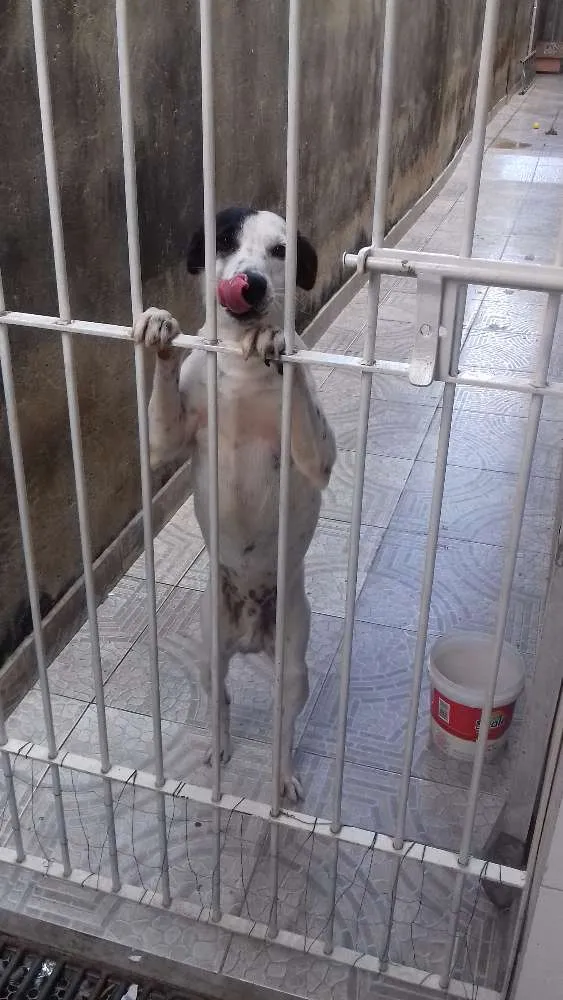 Cachorro ra a Vira lata idade 7 a 11 meses nome Scoob