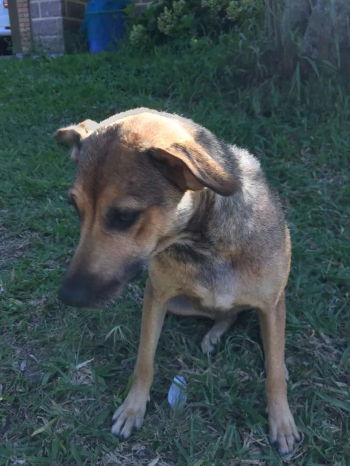 Cachorro ra a vira-lata idade 2 a 6 meses nome ninix
