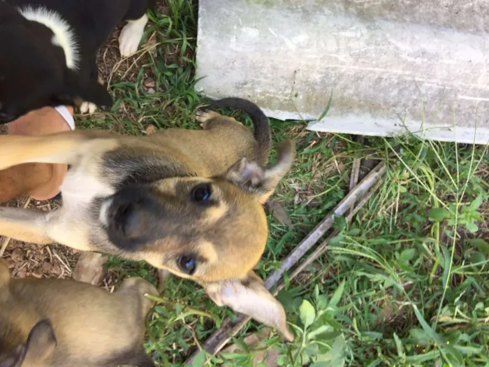 Cachorro ra a vira-lata idade 2 a 6 meses nome ninix