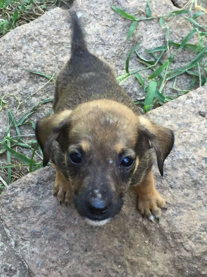 Cachorro ra a vira-lata idade 2 a 6 meses nome ninix