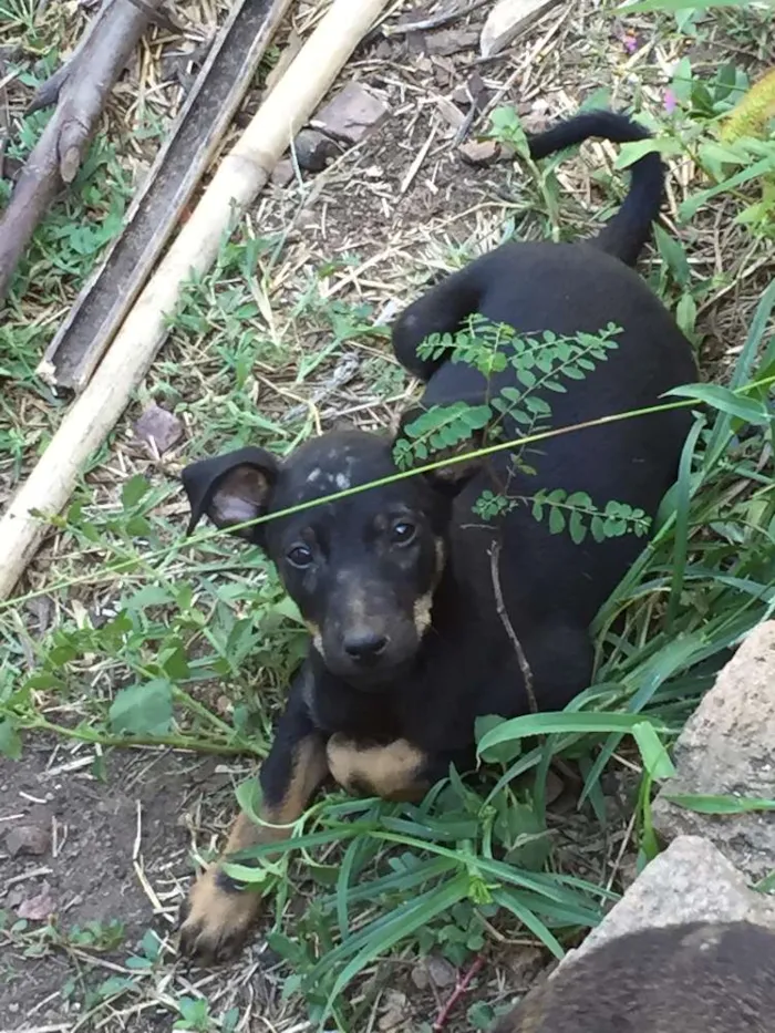 Cachorro ra a vira-lata idade 2 a 6 meses nome ninix
