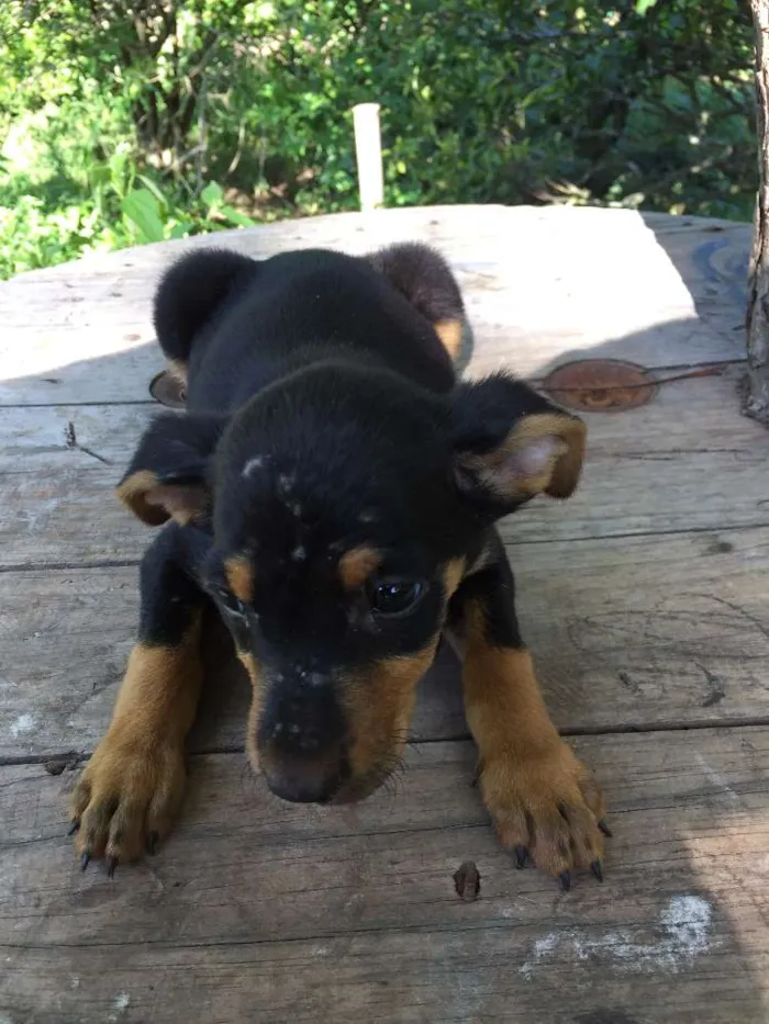 Cachorro ra a vira-lata idade 2 a 6 meses nome ninix