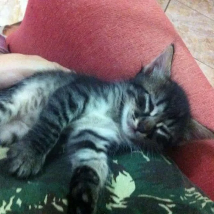 Gato raça  idade Abaixo de 2 meses nome Sem Nome