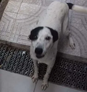 Cachorro raça Vira lata idade 7 a 11 meses nome Scoob