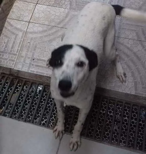 Cachorro ra a Vira lata idade 7 a 11 meses nome Scoob