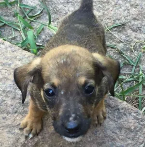 Cachorro raça vira-lata idade 2 a 6 meses nome ninix