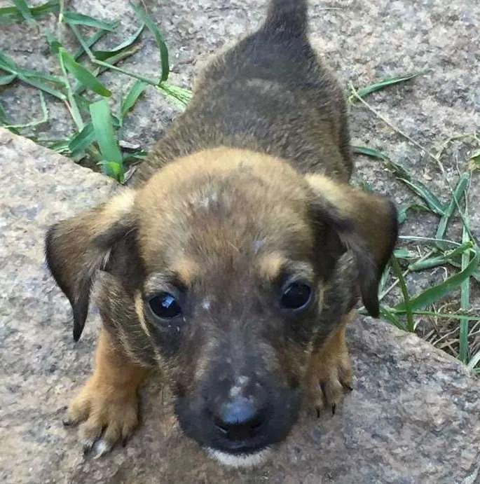 Cachorro ra a vira-lata idade 2 a 6 meses nome ninix