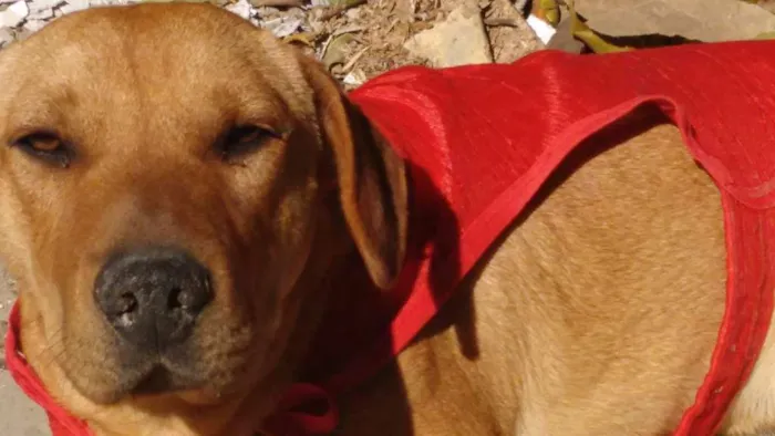 Cachorro ra a NÃO SEI idade 1 ano nome GUIBSON