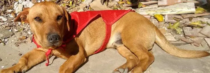 Cachorro ra a NÃO SEI idade 1 ano nome GUIBSON