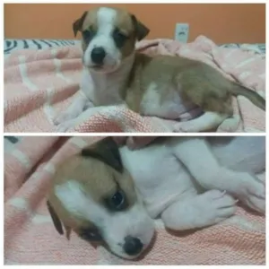Cachorro raça Não sei  idade Abaixo de 2 meses nome Sem nome