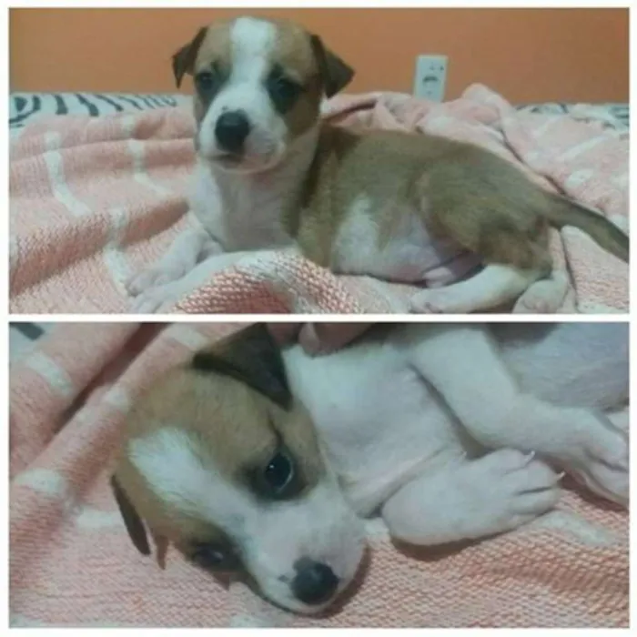 Cachorro ra a Não sei  idade Abaixo de 2 meses nome Sem nome