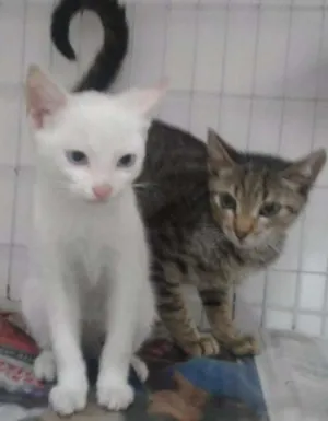 Gato raça SRD idade 2 a 6 meses nome Sushi e Tigresa